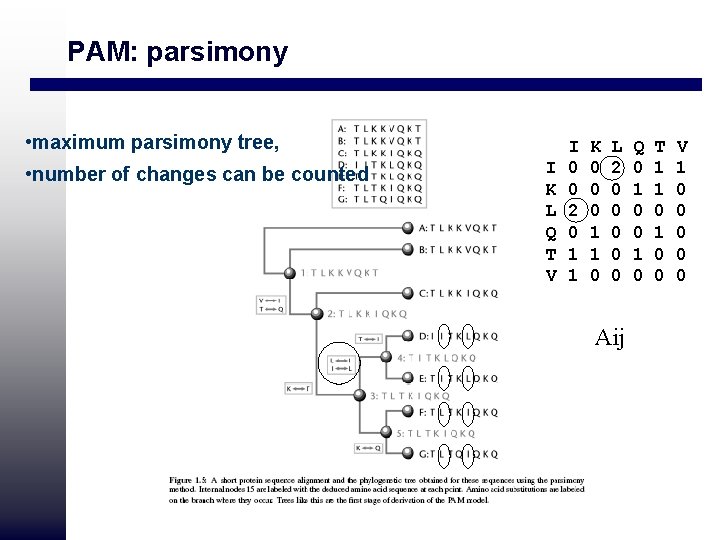 PAM: parsimony • maximum parsimony tree, • number of changes can be counted I PAM: parsimony • maximum parsimony tree, • number of changes can be counted I