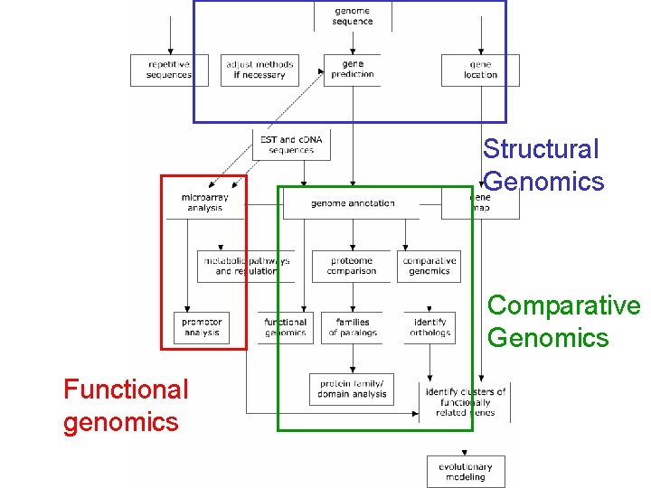 Structural Genomics Comparative Genomics Functional genomics 