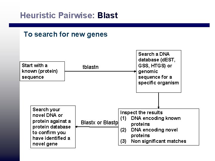 Heuristic Pairwise: Blast To search for new genes Start with a known (protein) sequence Heuristic Pairwise: Blast To search for new genes Start with a known (protein) sequence