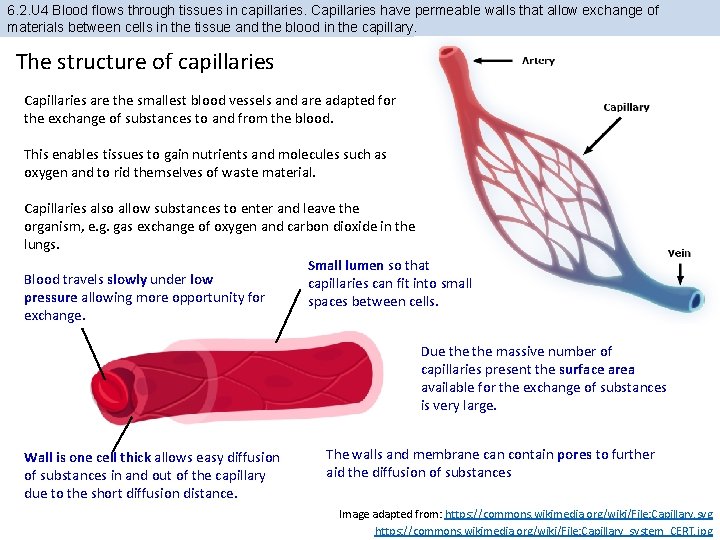 6. 2. U 4 Blood flows through tissues in capillaries. Capillaries have permeable walls