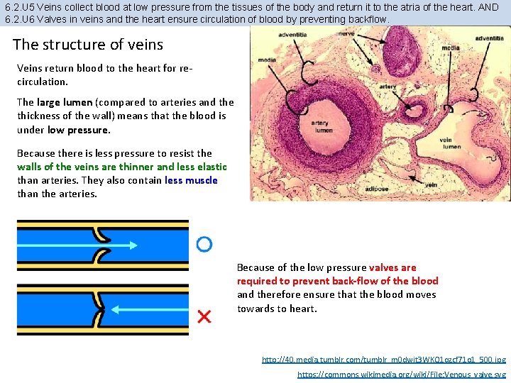 6. 2. U 5 Veins collect blood at low pressure from the tissues of