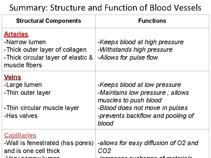 Summary: Structure and Function of Blood Vessels Structural Components Functions Arteries -Narrow lumen -Keeps