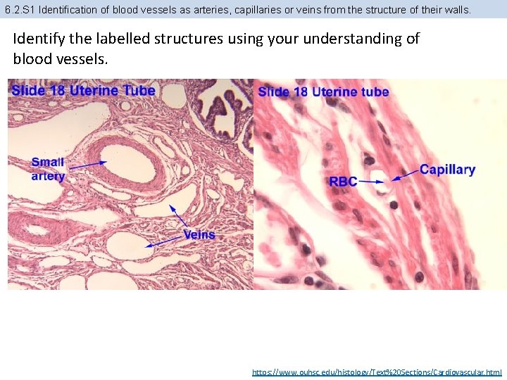 6. 2. S 1 Identification of blood vessels as arteries, capillaries or veins from
