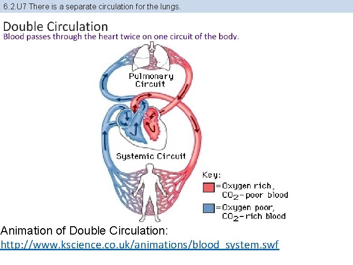 6. 2. U 7 There is a separate circulation for the lungs. Animation of