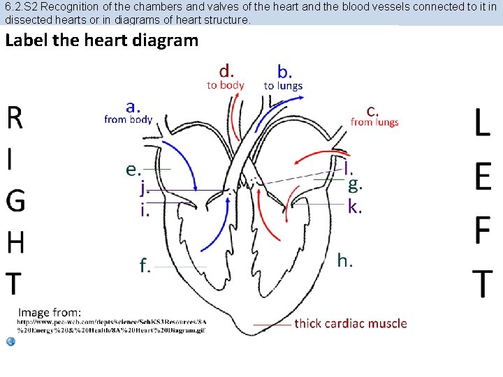 6. 2. S 2 Recognition of the chambers and valves of the heart and