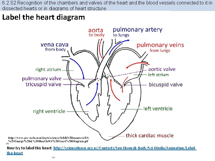6. 2. S 2 Recognition of the chambers and valves of the heart and