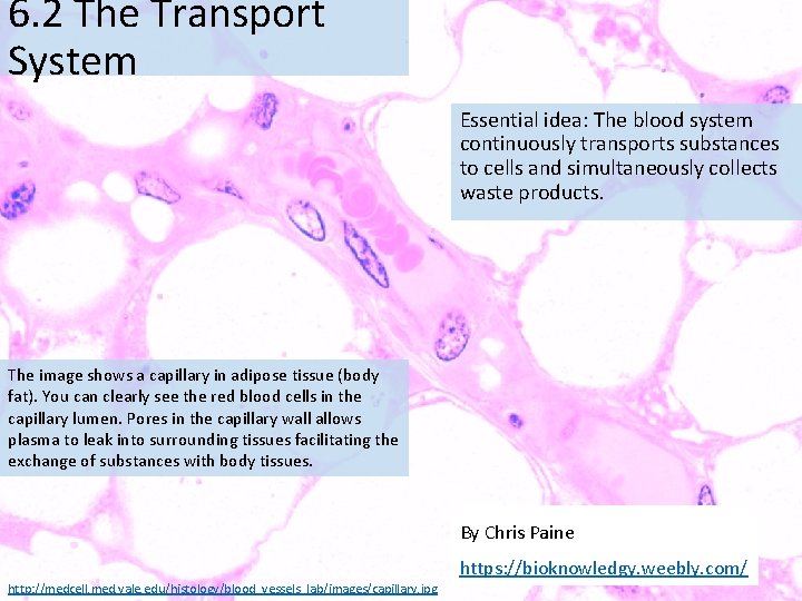 6. 2 The Transport System Essential idea: The blood system continuously transports substances to