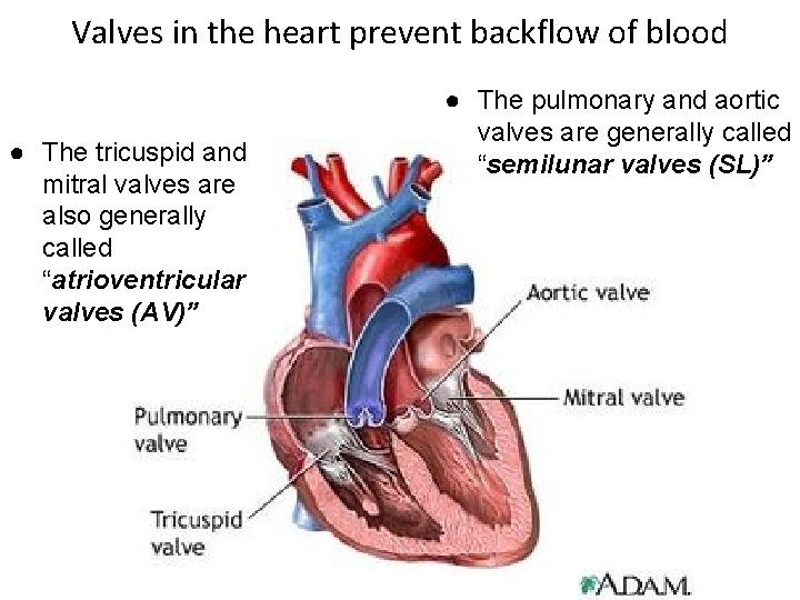 Valves in the heart prevent backflow of blood ● The tricuspid and mitral valves