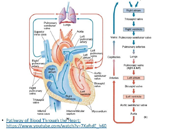 • Pathway of Blood Through the Heart: https: //www. youtube. com/watch? v=7 Xaftd.