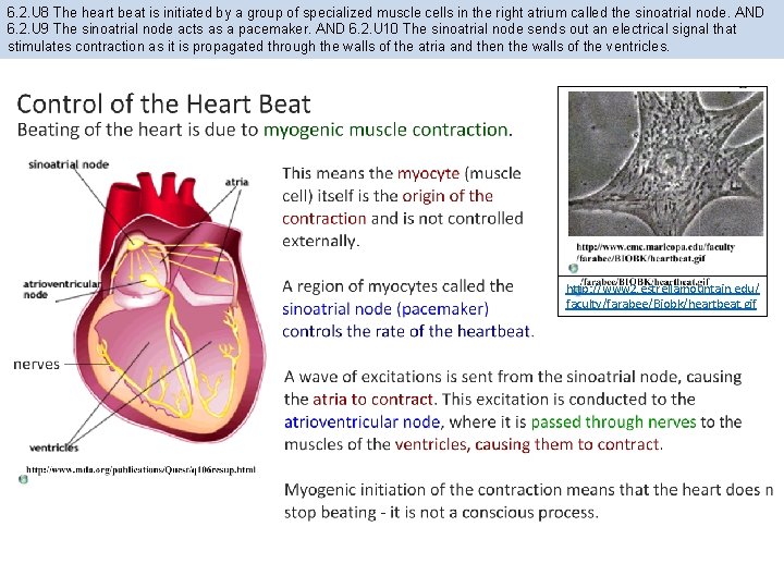 6. 2. U 8 The heart beat is initiated by a group of specialized