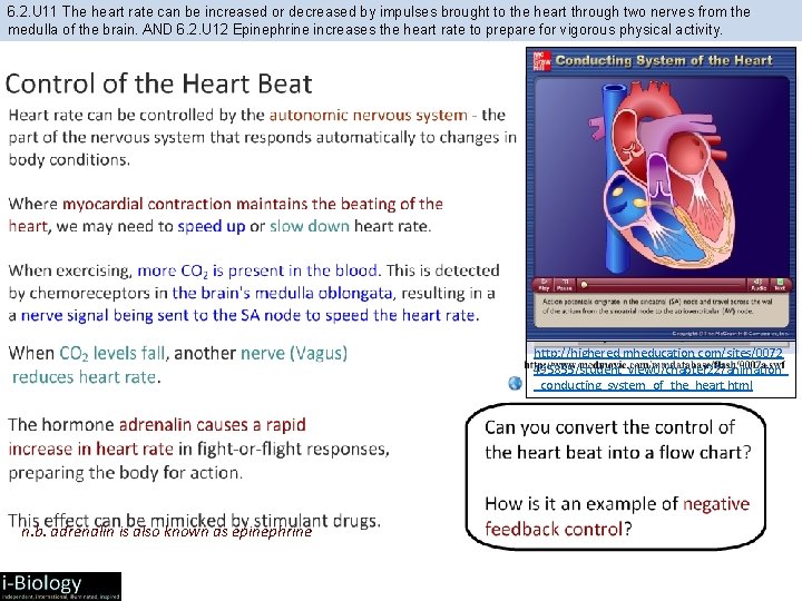 6. 2. U 11 The heart rate can be increased or decreased by impulses