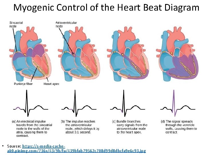 Myogenic Control of the Heart Beat Diagram • Source: https: //s-media-cacheak 0. pinimg. com/736