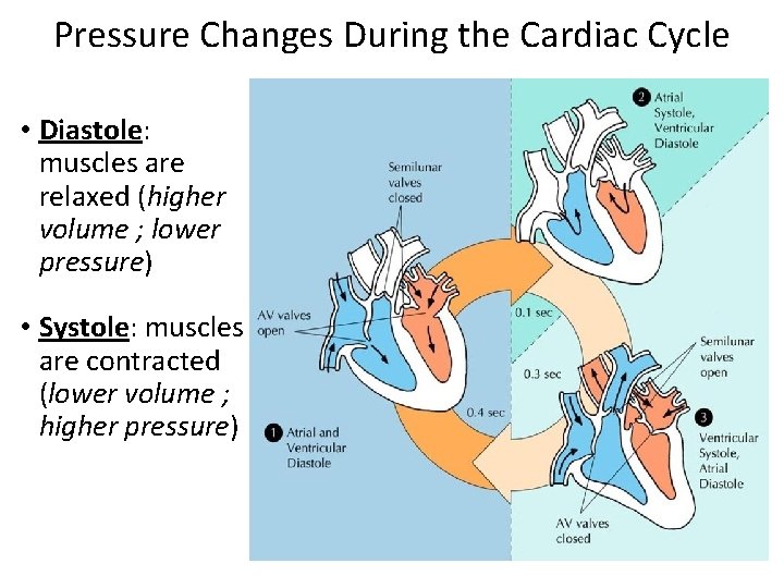 Pressure Changes During the Cardiac Cycle • Diastole: muscles are relaxed (higher volume ;