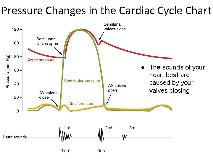 Pressure Changes in the Cardiac Cycle Chart ● The sounds of your heart beat