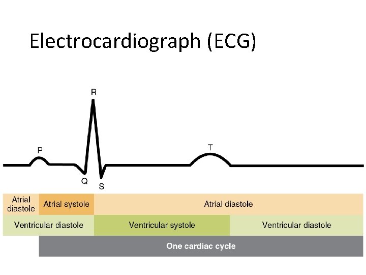 Electrocardiograph (ECG) 