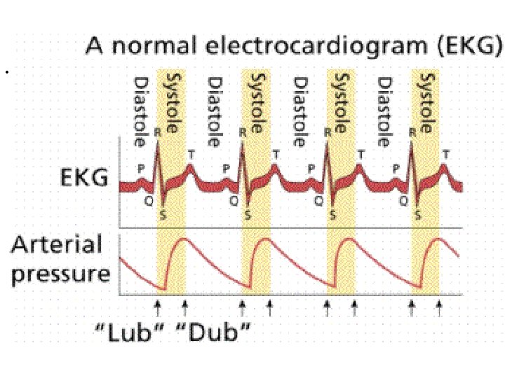  • Source: http: //bioserv. fiu. edu/~walterm/Fall. Spring/cardio/fall 07_cardio_blood_lec_files/image 023. gi f 
