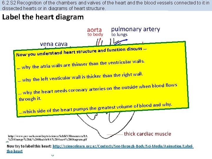 6. 2. S 2 Recognition of the chambers and valves of the heart and