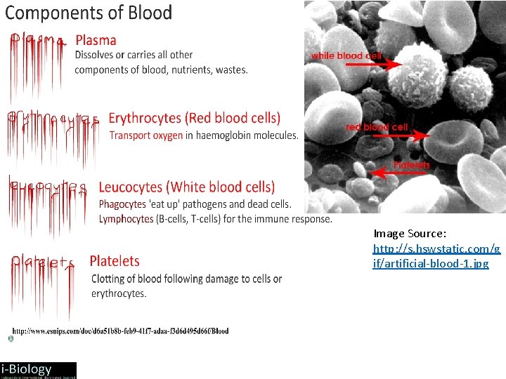 Image Source: http: //s. hswstatic. com/g if/artificial-blood-1. jpg 