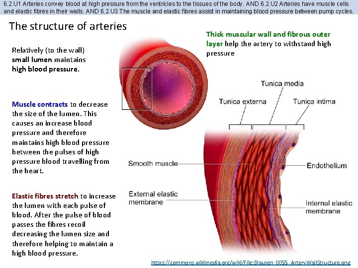 6. 2. U 1 Arteries convey blood at high pressure from the ventricles to