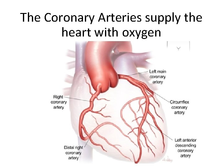 The Coronary Arteries supply the heart with oxygen 