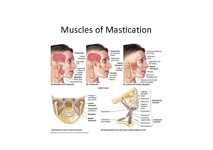 Muscles of Mastication 