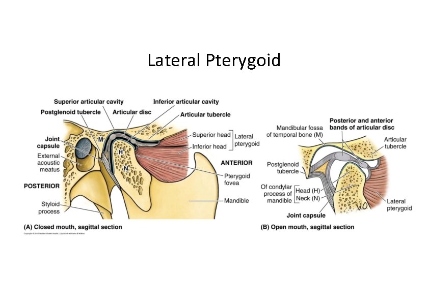 Lateral Pterygoid 