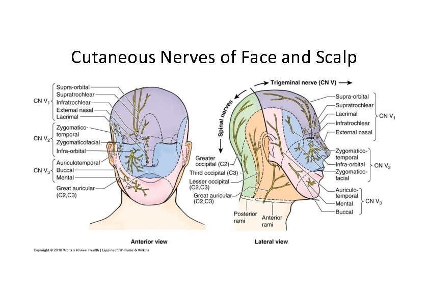 Cutaneous Nerves of Face and Scalp 
