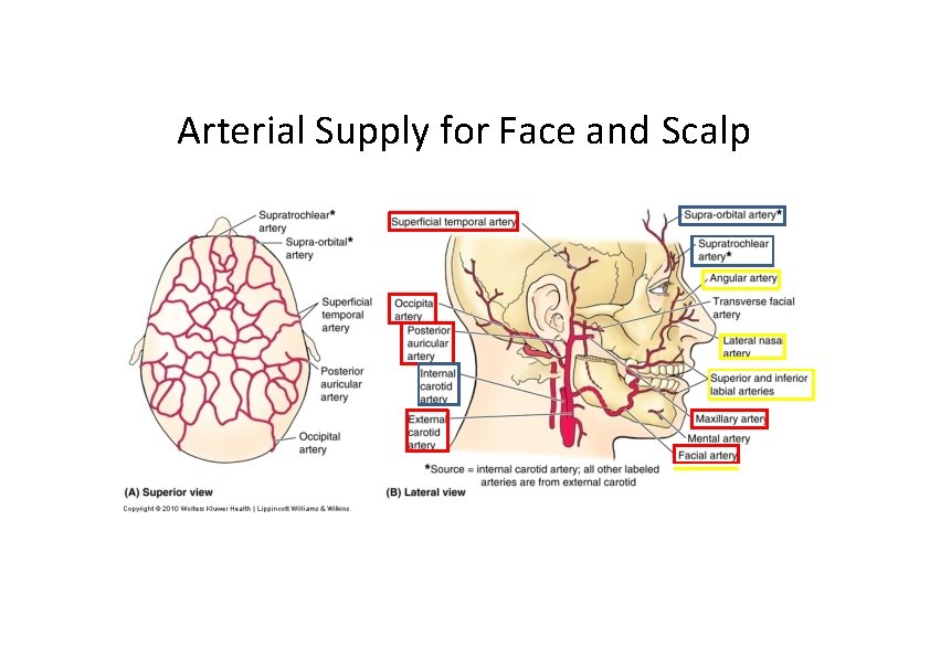 Arterial Supply for Face and Scalp 