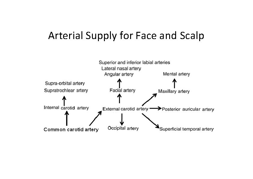 Arterial Supply for Face and Scalp 