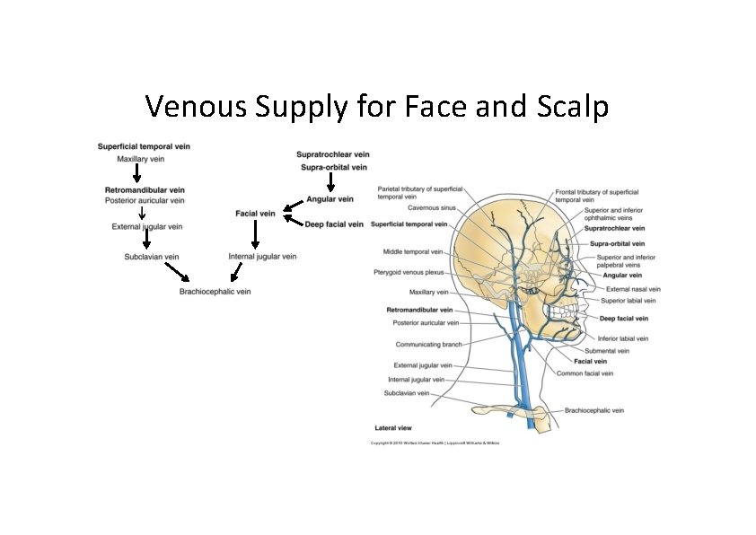 Venous Supply for Face and Scalp 