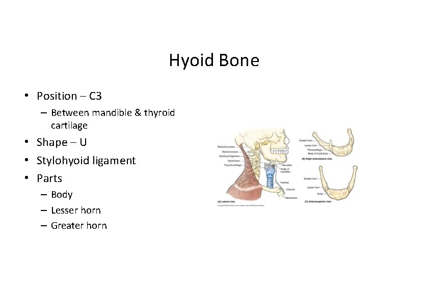 Hyoid Bone • Position – C 3 – Between mandible & thyroid cartilage •