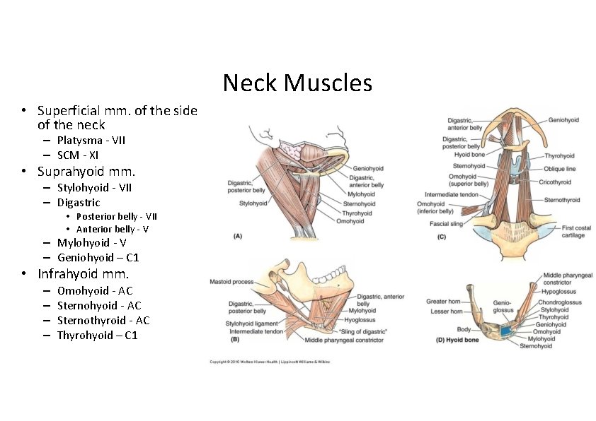 Neck Muscles • Superficial mm. of the side of the neck – Platysma ‐