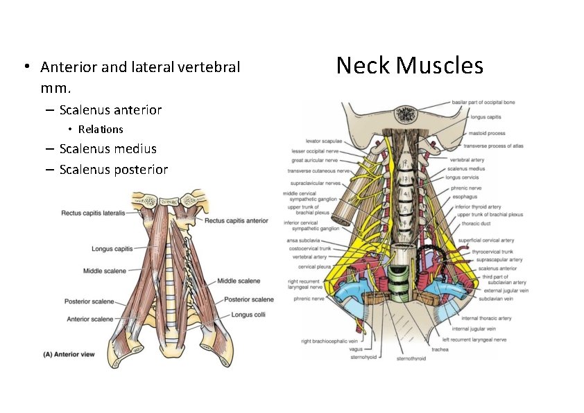  • Anterior and lateral vertebral mm. – Scalenus anterior • Relations – Scalenus