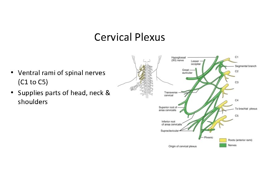 Cervical Plexus • Ventral rami of spinal nerves (C 1 to C 5) •