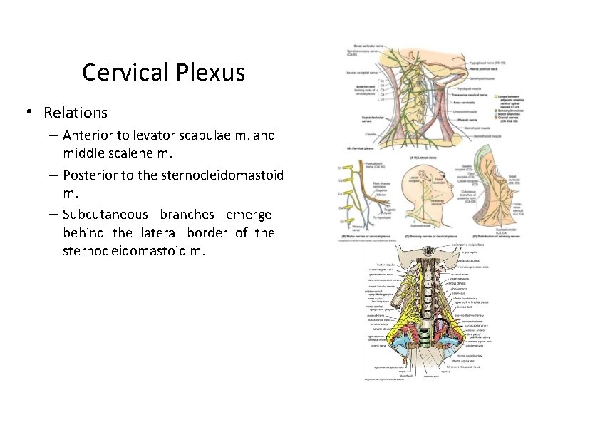 Cervical Plexus • Relations – Anterior to levator scapulae m. and middle scalene m.