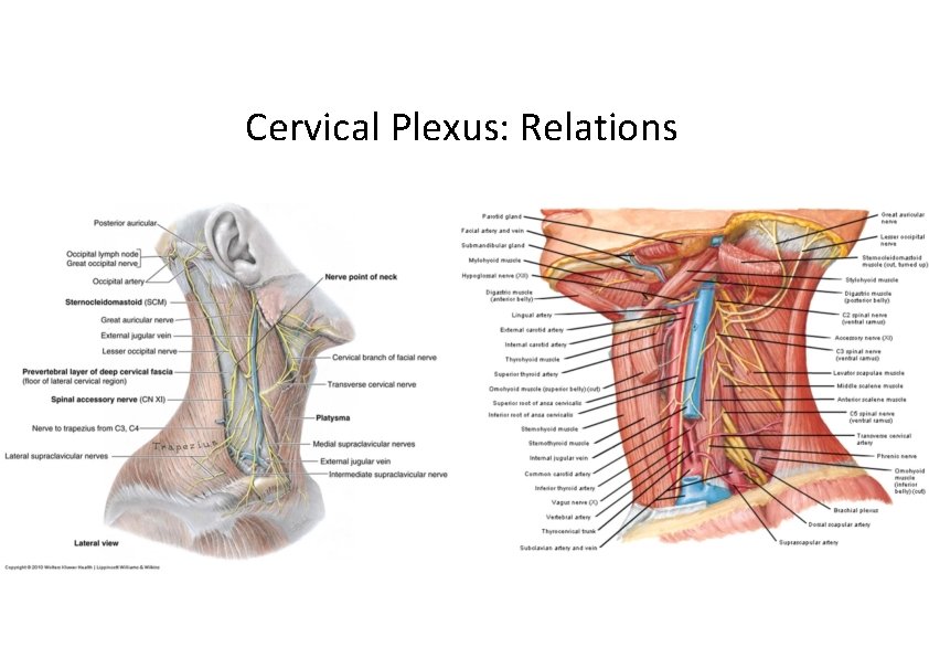 Cervical Plexus: Relations 