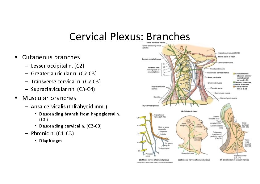 Cervical Plexus: Branches • Cutaneous branches – – Lesser occipital n. (C 2) Greater