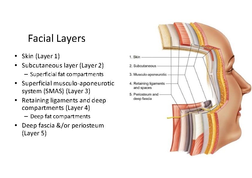 Facial Layers • Skin (Layer 1) • Subcutaneous layer (Layer 2) – Superficial fat