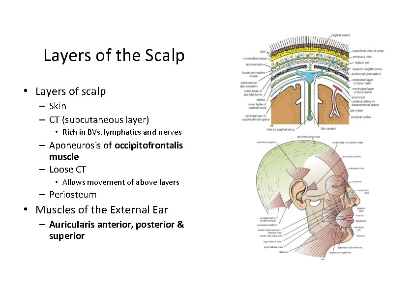 Layers of the Scalp • Layers of scalp – Skin – CT (subcutaneous layer)