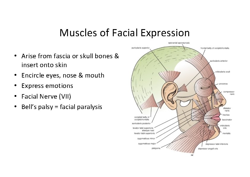 Muscles of Facial Expression • Arise from fascia or skull bones & insert onto