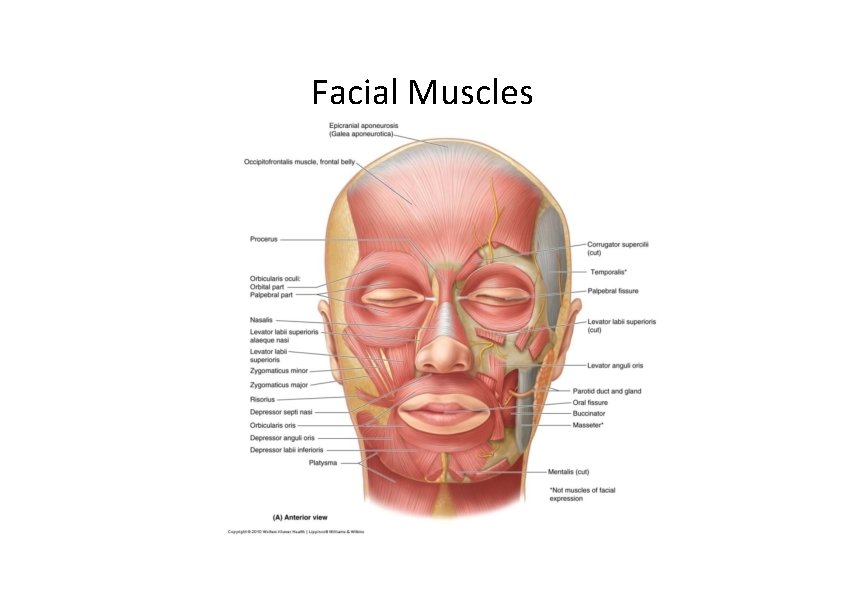 Facial Muscles 