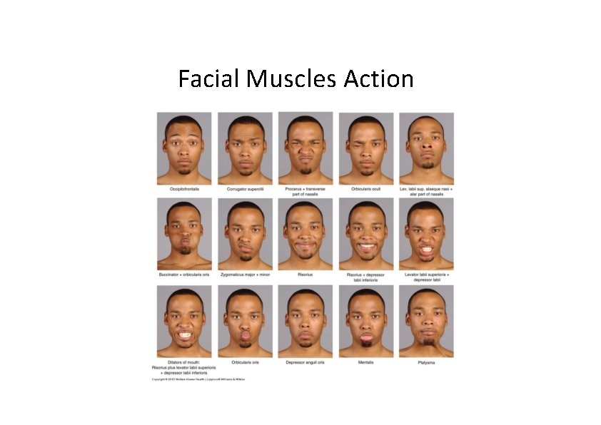 Facial Muscles Action 