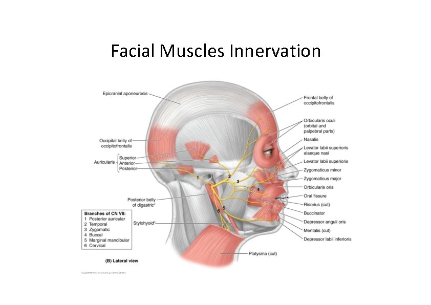 Facial Muscles Innervation 