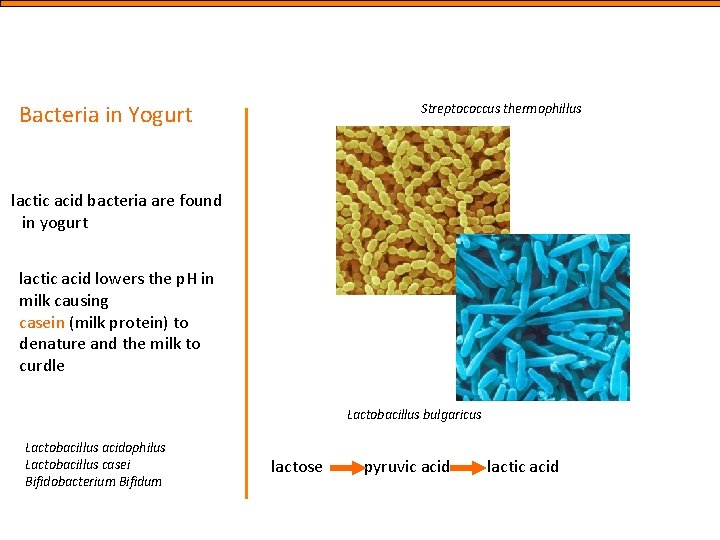 Bacteria in Yogurt Streptococcus thermophillus lactic acid bacteria are found in yogurt lactic acid