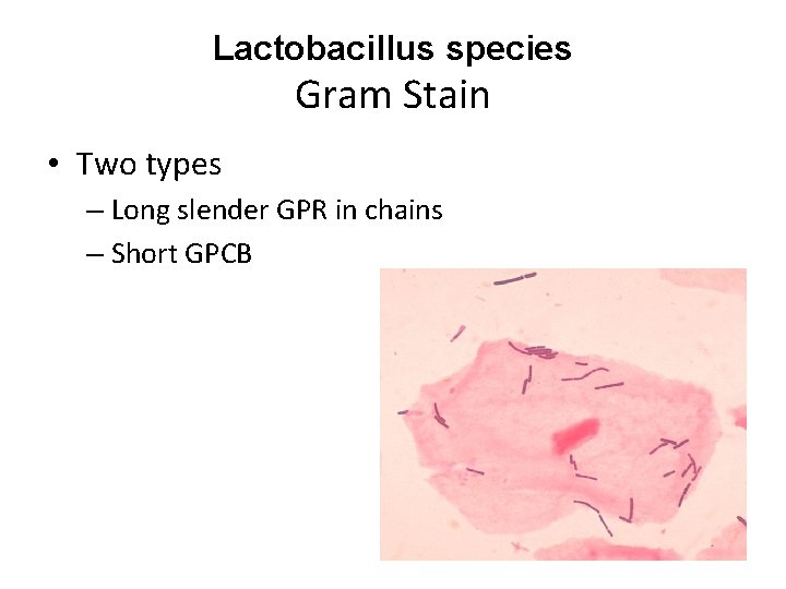 Lactobacillus species Gram Stain • Two types – Long slender GPR in chains –