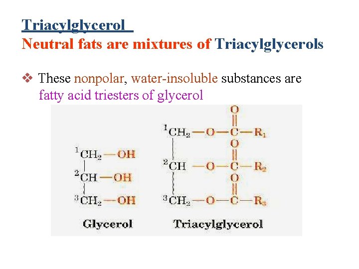 Triacylglycerol Neutral fats are mixtures of Triacylglycerols v These nonpolar, water-insoluble substances are fatty