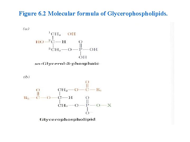 Figure 6. 2 Molecular formula of Glycerophospholipids. 