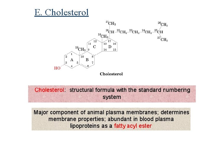 E. Cholesterol 