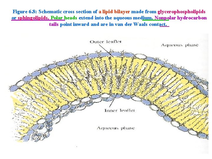 Figure 6. 8: Schematic cross section of a lipid bilayer made from glycerophospholipids or