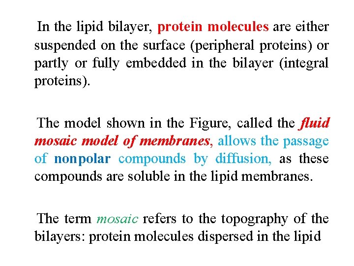 In the lipid bilayer, protein molecules are either suspended on the surface (peripheral proteins)